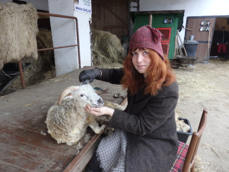 Strihanie oviec ručnými nožnicami